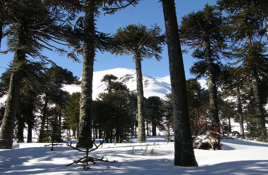 Raki invierno